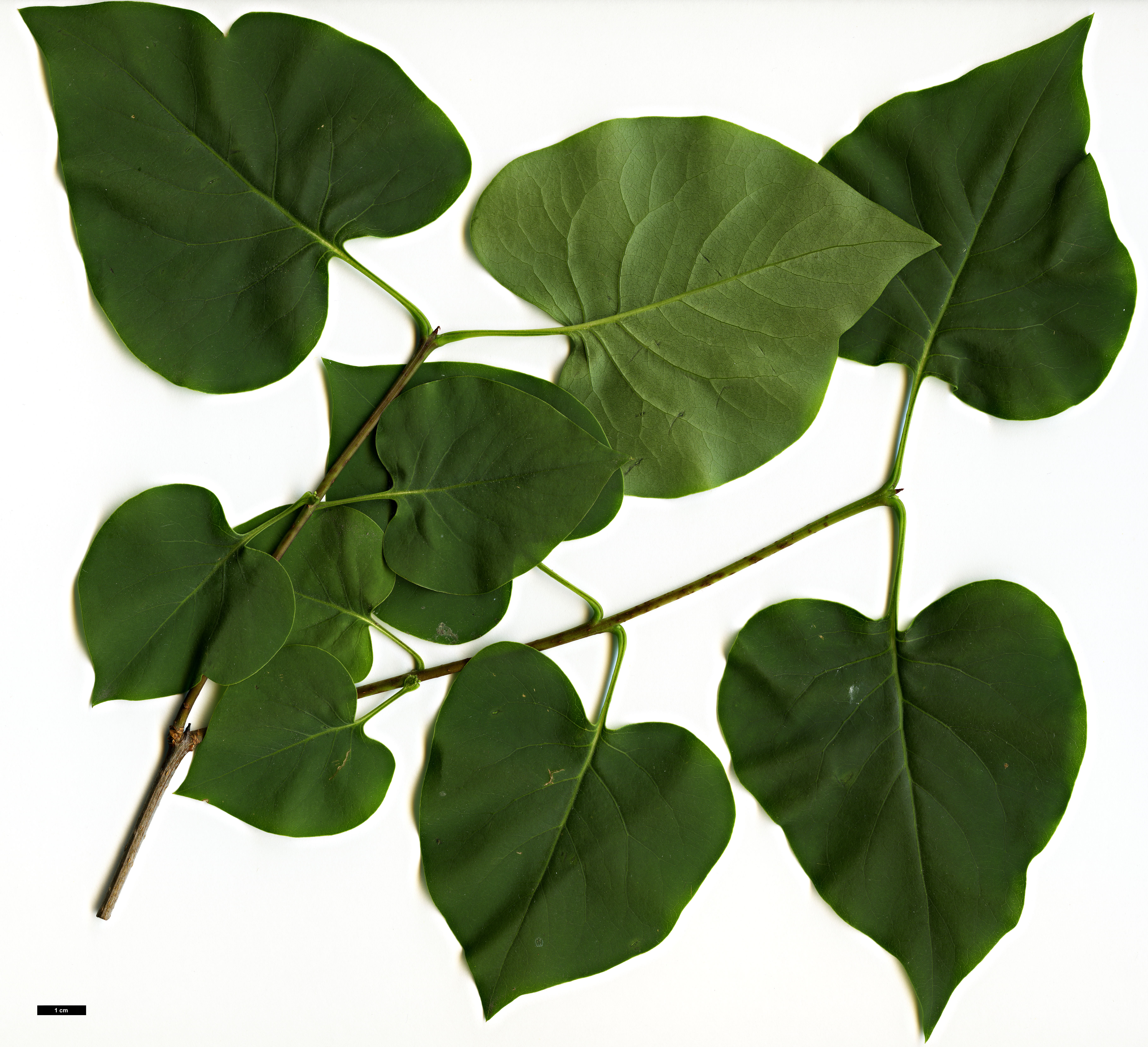 High resolution image: Family: Oleaceae - Genus: Syringa - Taxon: oblata - SpeciesSub: var. dilatata